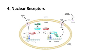 4. Nuclear Receptors
 