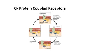 G- Protein Coupled Receptors
 