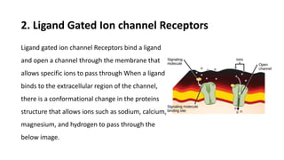 2. Ligand Gated Ion channel Receptors
Ligand gated ion channel Receptors bind a ligand
and open a channel through the membrane that
allows specific ions to pass through When a ligand
binds to the extracellular region of the channel,
there is a conformational change in the proteins
structure that allows ions such as sodium, calcium,
magnesium, and hydrogen to pass through the
below image.
 