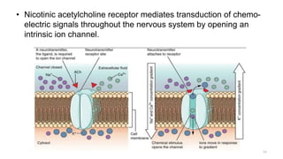 • Nicotinic acetylcholine receptor mediates transduction of chemo-
electric signals throughout the nervous system by opening an
intrinsic ion channel.
12
 