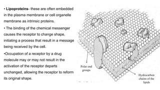 • Lipoproteins- these are often embedded
in the plasma membrane or cell organelle
membrane as intrinsic proteins.
• The binding of the chemical messenger
causes the receptor to change shape,
initiating a process that result in a message
being received by the cell.
•Occupation of a receptor by a drug
molecule may or may not result in the
activation of the receptor departs
unchanged, allowing the receptor to reform
its original shape.
Polar end
groups
Hydrocarbon
chains of the
lipids
 