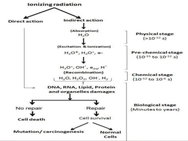 biological effects of radiation