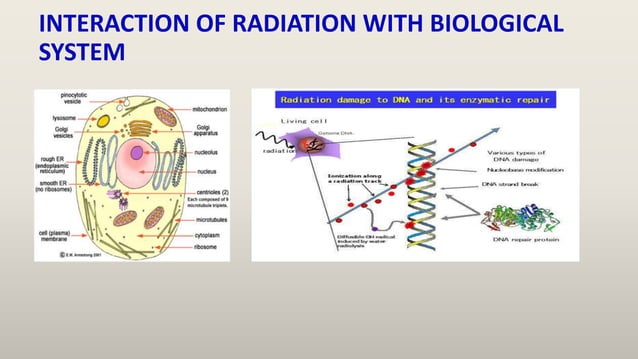 BIOLOGICAL EFFECTS OF RADIATION USHA YADAV.pptx