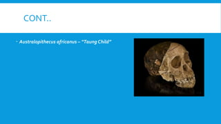 CONT..
 Australopithecus africanus – “Taung Child”
 