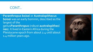 CONT..
Paranthropus boisei or Australopithecus
boisei was an early hominin, described as the
largest of the
genusParanthropus (robust australopitheci
nes). It lived in Eastern Africa during the
Pleistocene epoch from about 2.4 until about
1.4 million years ago.
 