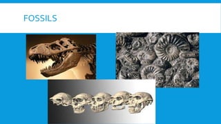 FOSSILS
 