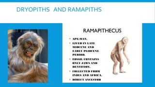 DRYOPITHS AND RAMAPITHS
 