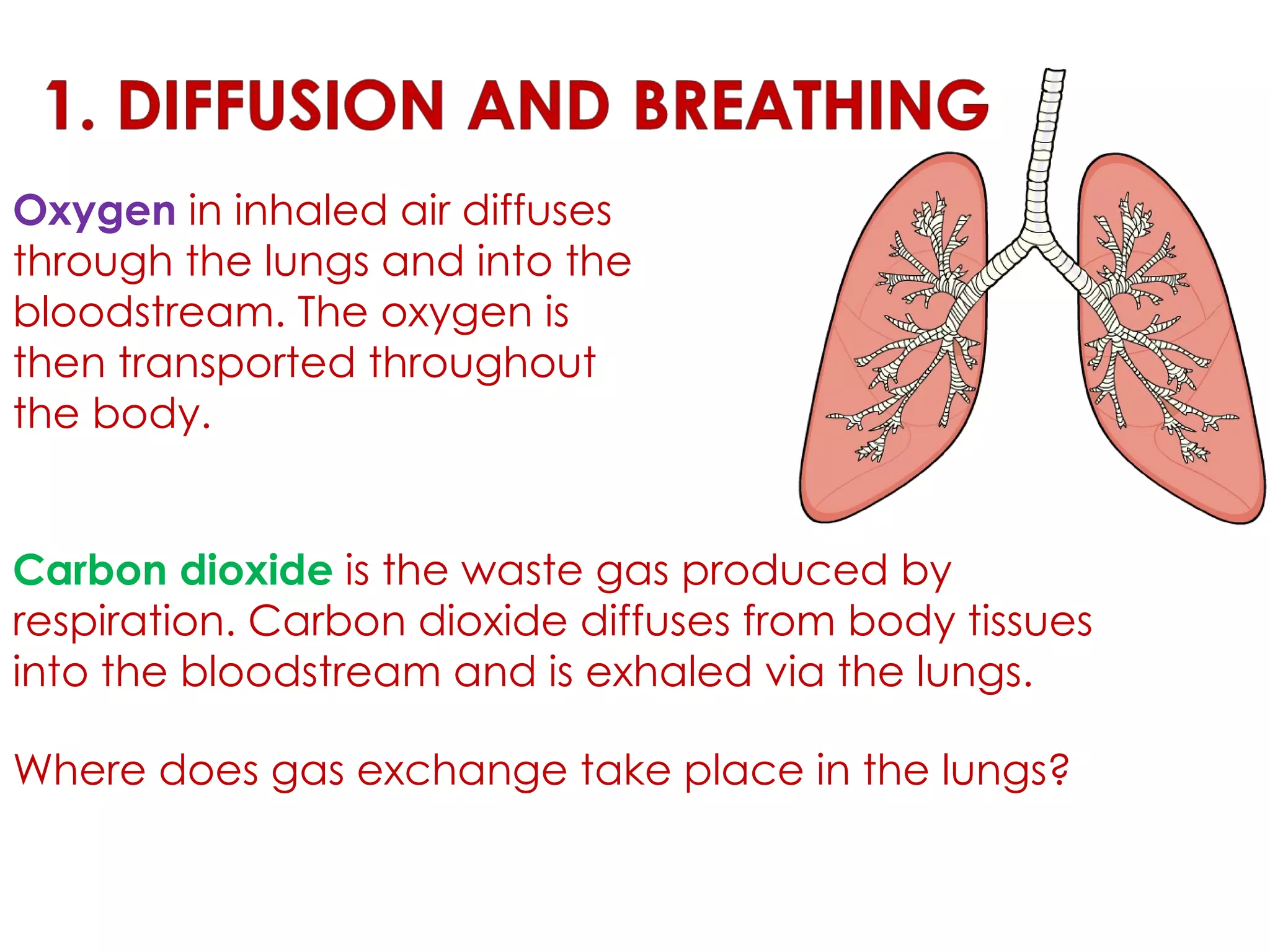 Oxygen  in inhaled air diffuses through the lungs and into the bloodstream. The oxygen is then transported throughout the body.  Carbon dioxide   is the waste gas produced by respiration. Carbon dioxide diffuses from body tissues into the bloodstream and is exhaled via the lungs. Where does gas exchange take place in the lungs?  