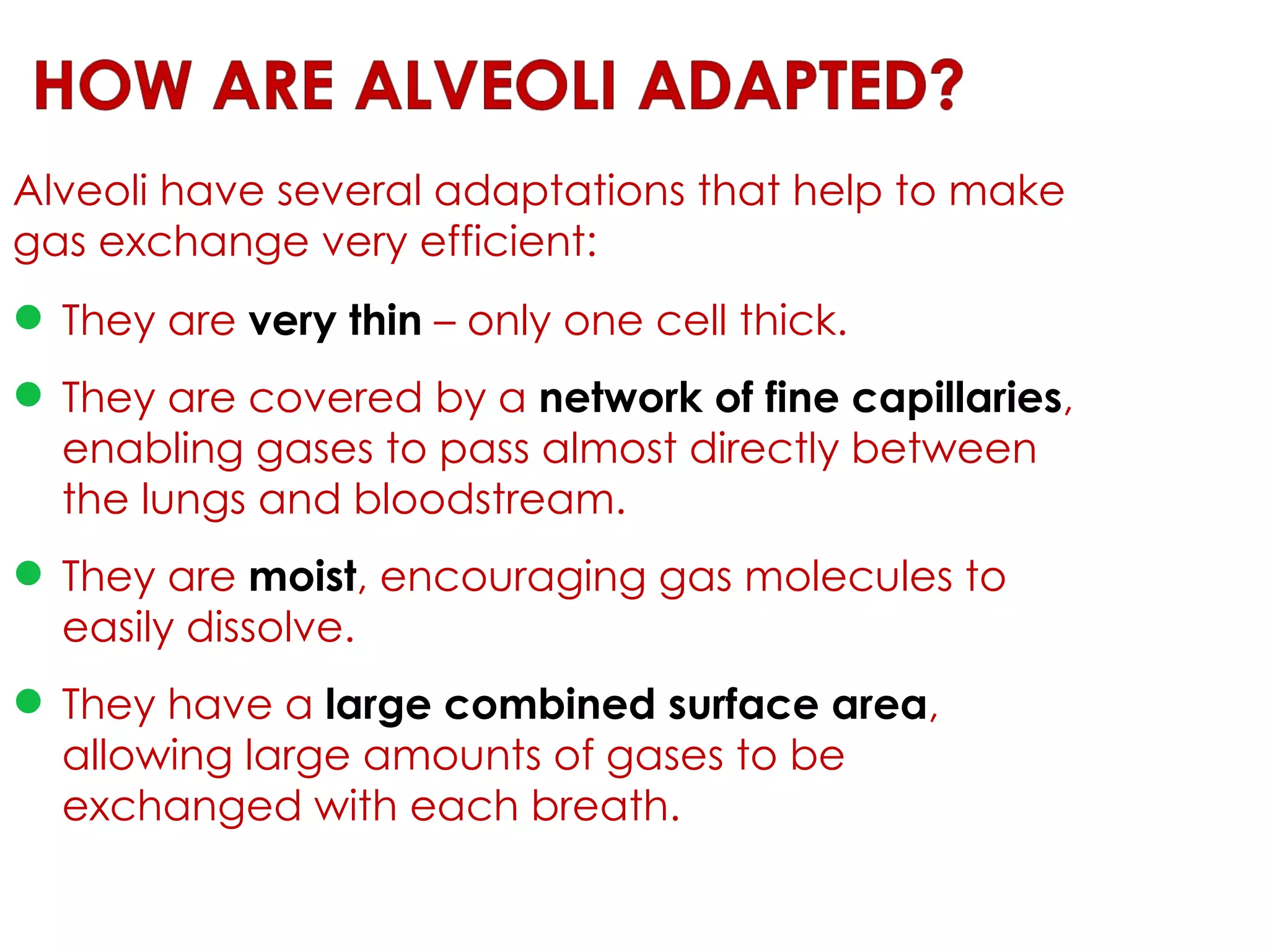 Alveoli have several adaptations that help to make gas exchange very efficient: They are  very thin   – only one cell thick. They are covered by a  network of fine capillaries , enabling gases to pass almost directly between the lungs and bloodstream. They are  moist , encouraging gas molecules to easily dissolve. They have a  large combined surface area , allowing large amounts of gases to be exchanged with each breath. 
