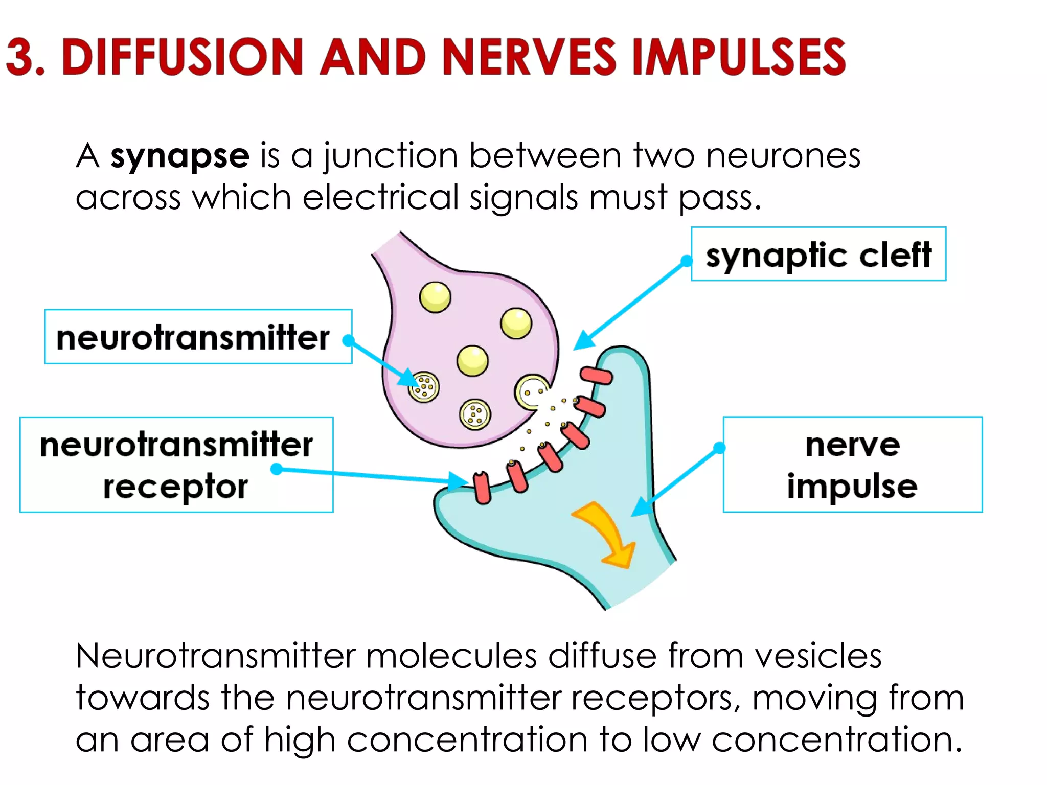 A  synapse  is a junction between two neurones across which electrical signals must pass. Neurotransmitter molecules diffuse from vesicles towards the neurotransmitter receptors, moving from an area of high concentration to low concentration. 