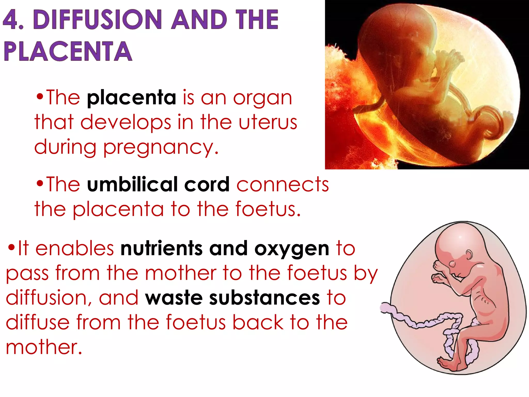 The  placenta  is an organ that develops in the uterus during pregnancy.  The  umbilical cord   connects the placenta to the foetus. It enables  nutrients and oxygen  to pass from the mother to the foetus by diffusion, and  waste substances  to diffuse from the foetus back to the mother. 