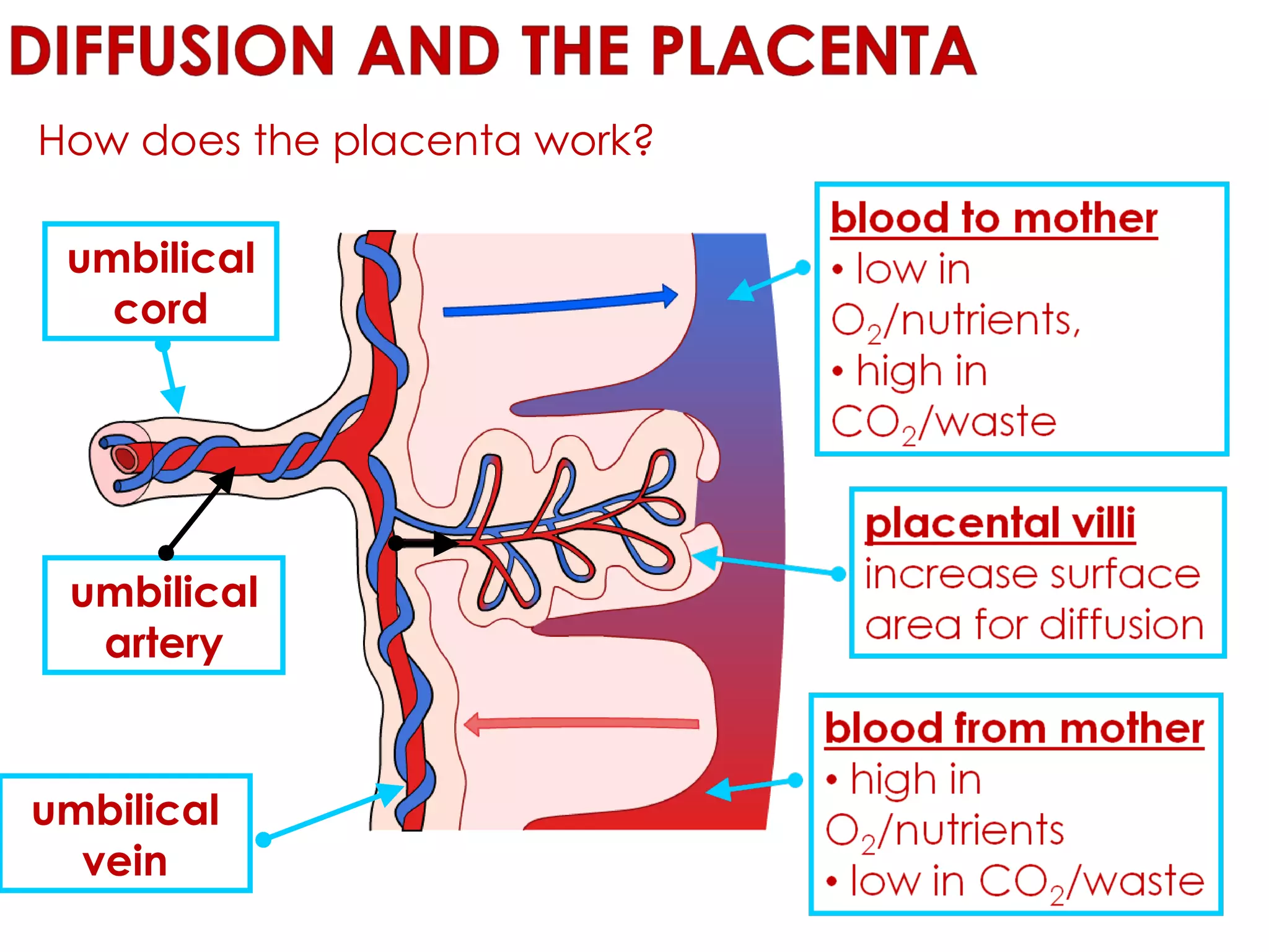 How does the placenta work? umbilical cord umbilical artery umbilical vein 