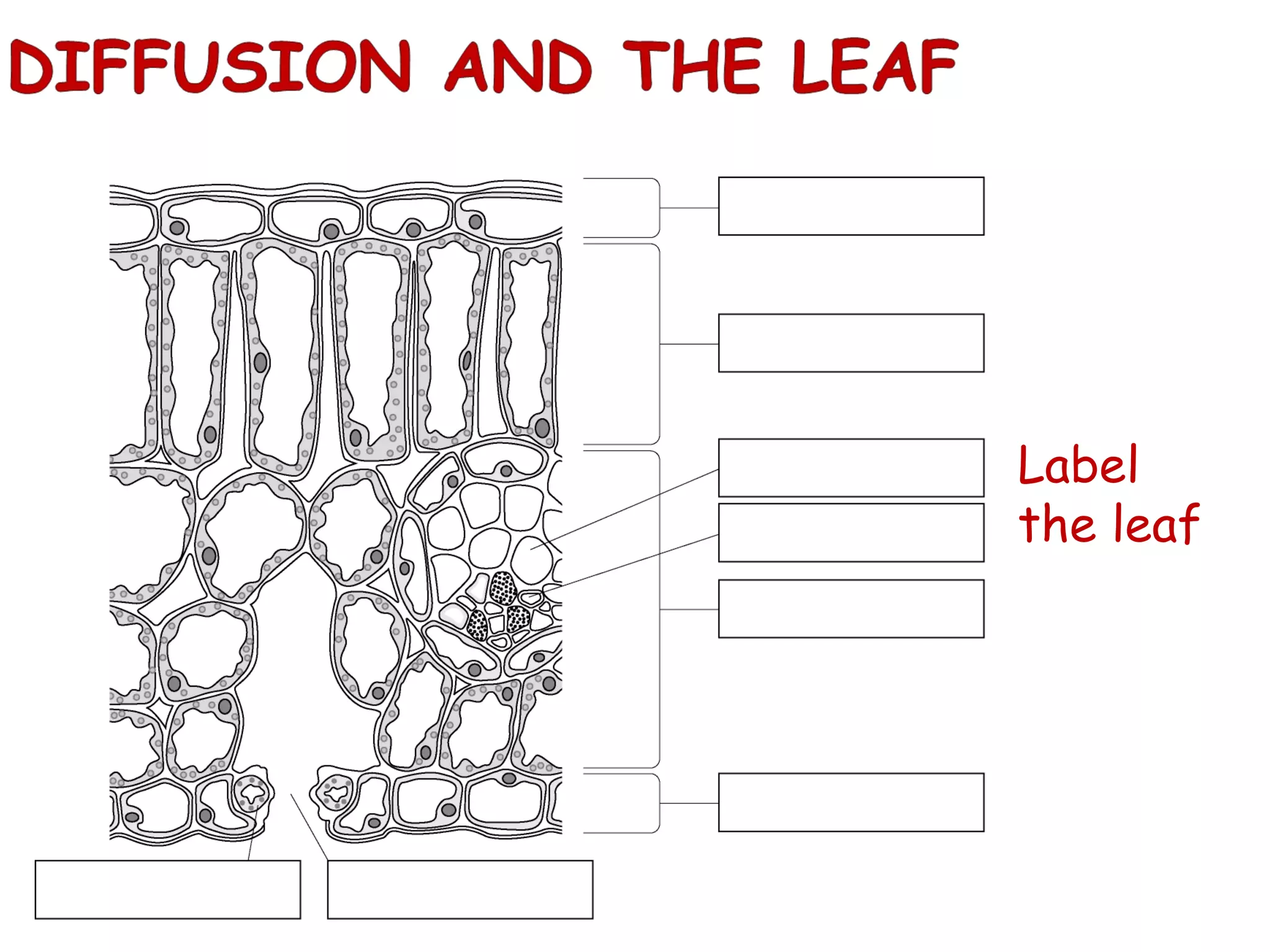 Label the leaf 