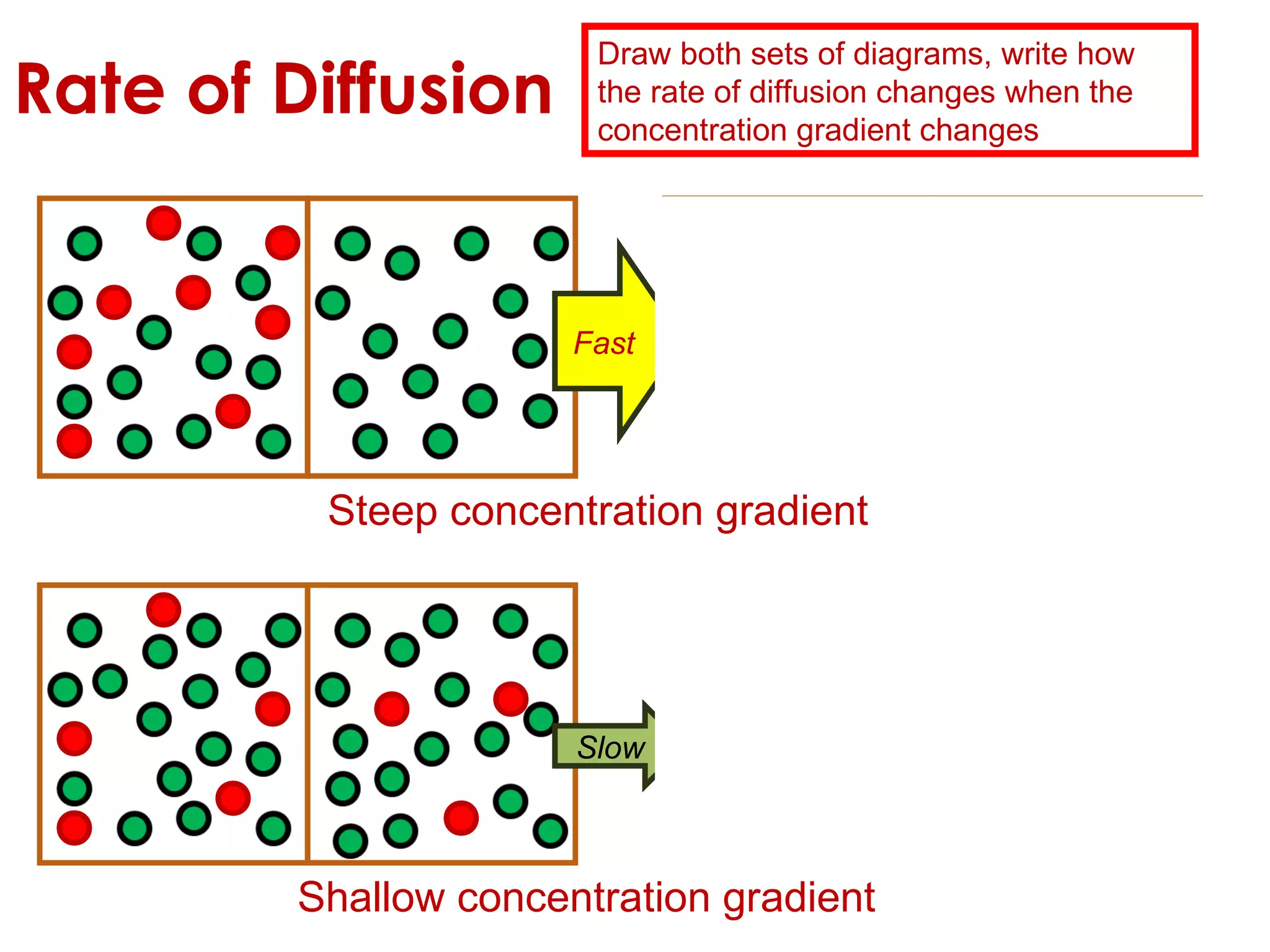 Fast Steep concentration gradient Shallow concentration gradient Rate of Diffusion Draw both sets of diagrams, write how the rate of diffusion changes when the concentration gradient changes Slow 