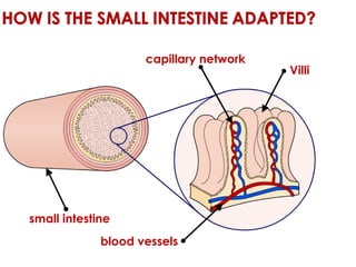 blood vessels capillary network Villi small intestine 