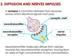 A  synapse  is a junction between two neurones across which electrical signals must pass. Neurotransmitter molecules diffuse from vesicles towards the neurotransmitter receptors, moving from an area of high concentration to low concentration. 