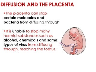 The placenta can stop  certain molecules and bacteria  from diffusing through It is  unable  to stop many harmful substances such as  alcohol, chemicals and some types of virus  from diffusing through, reaching the foetus.   