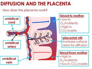 How does the placenta work? umbilical cord umbilical artery umbilical vein 
