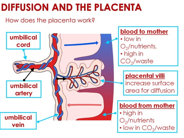 Biological examples of diffusion | PPT | Physics | Science