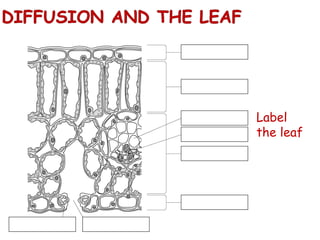 Label the leaf 