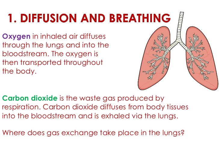 Diagram Of Diffusion In The Lungs Image collections - How 