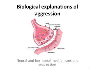 Biological explanations of aggression Neural and hormonal mechanisms and aggression 1 