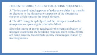 • RECENT STUDIES SUGGEST FOLLOWING SEQUENCE :-
3. The increased reducing power of reductase enables it to transfer
its electrons to the nitrogenase component of the nitrogenase
complex which contains the bound nitrogen.
4. The ATP then gets hydrolysed and the nitrogen bound to the
nitrogenase component gets reduced to NH4+.
Since the source of energy required for the chemical fixation of
nitrogen to ammonia are becoming more and more costly, efforts
are being made by bioscientists to carry out nitrogen fixation by
microorganisms.
BY - Ms MAYURI R SOMPURA
 