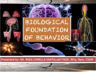Presented by: DR. RHEA LOWELLA SANTILLAN FISER, RPsy, Rpm, CSIOP
BIOLOGICAL
FOUNDATION
OF BEHAVIOR
 