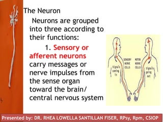 The Neuron
Neurons are grouped
into three according to
their functions:
1. Sensory or
afferent neurons
carry messages or
nerve impulses from
the sense organ
toward the brain/
central nervous system
Presented by: DR. RHEA LOWELLA SANTILLAN FISER, RPsy, Rpm, CSIOP
 