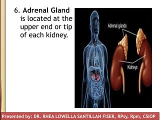 6. Adrenal Gland
is located at the
upper end or tip
of each kidney.
Presented by: DR. RHEA LOWELLA SANTILLAN FISER, RPsy, Rpm, CSIOP
 