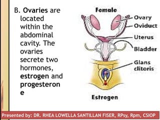 B. Ovaries are
located
within the
abdominal
cavity. The
ovaries
secrete two
hormones,
estrogen and
progesteron
e
Presented by: DR. RHEA LOWELLA SANTILLAN FISER, RPsy, Rpm, CSIOP
 