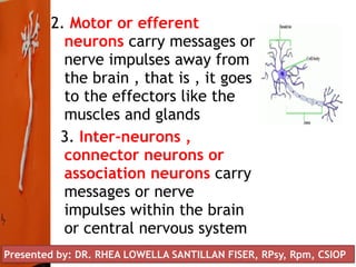 2. Motor or efferent
neurons carry messages or
nerve impulses away from
the brain , that is , it goes
to the effectors like the
muscles and glands
3. Inter-neurons ,
connector neurons or
association neurons carry
messages or nerve
impulses within the brain
or central nervous system
Presented by: DR. RHEA LOWELLA SANTILLAN FISER, RPsy, Rpm, CSIOP
 