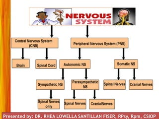 NERVOUS SYSTEM
Presented by: DR. RHEA LOWELLA SANTILLAN FISER, RPsy, Rpm, CSIOP
 
