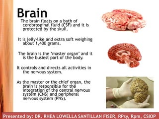 BrainThe brain floats on a bath of
cerebrospinal fluid (CSF) and it is
protected by the skull.
It is jelly-like and extra soft weighing
about 1,400 grams.
The brain is the ‘master organ’ and it
is the busiest part of the body.
It controls and directs all activities in
the nervous system.
As the master or the chief organ, the
brain is responsible for the
integration of the central nervous
system (CNS) and peripheral
nervous system (PNS).
Presented by: DR. RHEA LOWELLA SANTILLAN FISER, RPsy, Rpm, CSIOP
 