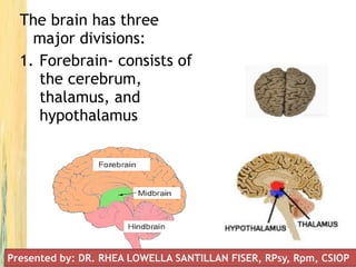 The brain has three
major divisions:
1. Forebrain- consists of
the cerebrum,
thalamus, and
hypothalamus
Presented by: DR. RHEA LOWELLA SANTILLAN FISER, RPsy, Rpm, CSIOP
 