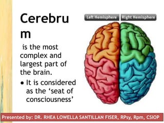 Cerebru
m
is the most
complex and
largest part of
the brain.
● It is considered
as the ‘seat of
consciousness’
Presented by: DR. RHEA LOWELLA SANTILLAN FISER, RPsy, Rpm, CSIOP
 