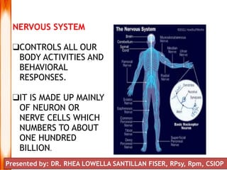 NERVOUS SYSTEM
❑CONTROLS ALL OUR
BODY ACTIVITIES AND
BEHAVIORAL
RESPONSES.
❑IT IS MADE UP MAINLY
OF NEURON OR
NERVE CELLS WHICH
NUMBERS TO ABOUT
ONE HUNDRED
BILLION.
Presented by: DR. RHEA LOWELLA SANTILLAN FISER, RPsy, Rpm, CSIOP
 