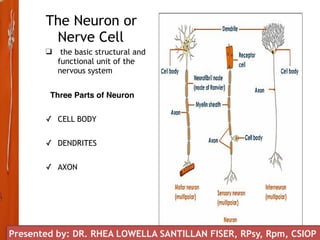 The Neuron or
Nerve Cell
❑ the basic structural and
functional unit of the
nervous system
Three Parts of Neuron
✓ CELL BODY
✓ DENDRITES
✓ AXON
Presented by: DR. RHEA LOWELLA SANTILLAN FISER, RPsy, Rpm, CSIOP
 