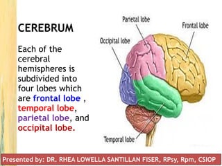 CEREBRUM
Each of the
cerebral
hemispheres is
subdivided into
four lobes which
are frontal lobe ,
temporal lobe,
parietal lobe, and
occipital lobe.
Presented by: DR. RHEA LOWELLA SANTILLAN FISER, RPsy, Rpm, CSIOP
 