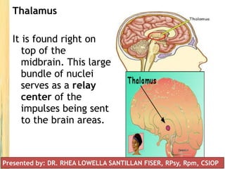 Thalamus
It is found right on
top of the
midbrain. This large
bundle of nuclei
serves as a relay
center of the
impulses being sent
to the brain areas.
Presented by: DR. RHEA LOWELLA SANTILLAN FISER, RPsy, Rpm, CSIOP
 