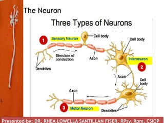 The Neuron
Presented by: DR. RHEA LOWELLA SANTILLAN FISER, RPsy, Rpm, CSIOP
 
