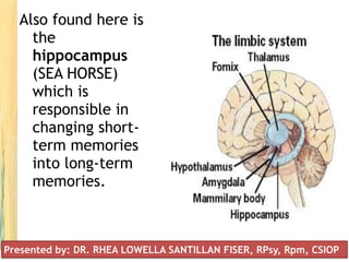 Also found here is
the
hippocampus
(SEA HORSE)
which is
responsible in
changing short-
term memories
into long-term
memories.
Presented by: DR. RHEA LOWELLA SANTILLAN FISER, RPsy, Rpm, CSIOP
 