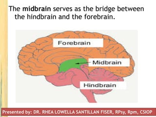 The midbrain serves as the bridge between
the hindbrain and the forebrain.
Presented by: DR. RHEA LOWELLA SANTILLAN FISER, RPsy, Rpm, CSIOP
 