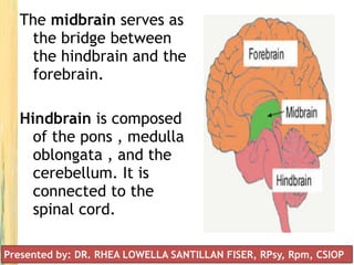 The midbrain serves as
the bridge between
the hindbrain and the
forebrain.
Hindbrain is composed
of the pons , medulla
oblongata , and the
cerebellum. It is
connected to the
spinal cord.
Presented by: DR. RHEA LOWELLA SANTILLAN FISER, RPsy, Rpm, CSIOP
 