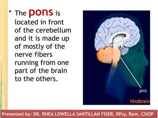 • The pons is
located in front
of the cerebellum
and it is made up
of mostly of the
nerve fibers
running from one
part of the brain
to the others.
Presented by: DR. RHEA LOWELLA SANTILLAN FISER, RPsy, Rpm, CSIOP
 