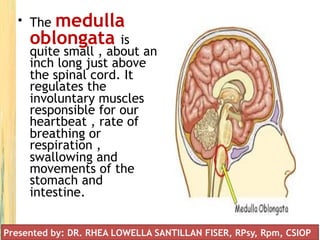 • The medulla
oblongata is
quite small , about an
inch long just above
the spinal cord. It
regulates the
involuntary muscles
responsible for our
heartbeat , rate of
breathing or
respiration ,
swallowing and
movements of the
stomach and
intestine.
Presented by: DR. RHEA LOWELLA SANTILLAN FISER, RPsy, Rpm, CSIOP
 