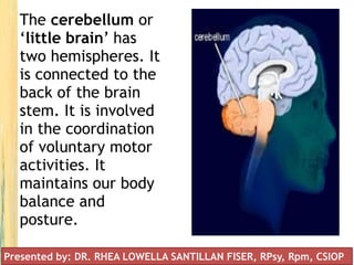 The cerebellum or
‘little brain’ has
two hemispheres. It
is connected to the
back of the brain
stem. It is involved
in the coordination
of voluntary motor
activities. It
maintains our body
balance and
posture.
Presented by: DR. RHEA LOWELLA SANTILLAN FISER, RPsy, Rpm, CSIOP
 