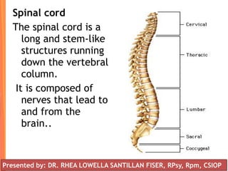 Spinal cord
The spinal cord is a
long and stem-like
structures running
down the vertebral
column.
It is composed of
nerves that lead to
and from the
brain..
Presented by: DR. RHEA LOWELLA SANTILLAN FISER, RPsy, Rpm, CSIOP
 