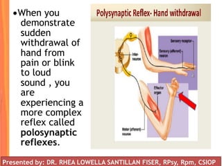 •When you
demonstrate
sudden
withdrawal of
hand from
pain or blink
to loud
sound , you
are
experiencing a
more complex
reflex called
polosynaptic
reflexes.
Presented by: DR. RHEA LOWELLA SANTILLAN FISER, RPsy, Rpm, CSIOP
 