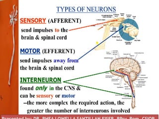 Presented by: DR. RHEA LOWELLA G.
SANTILLAN, CSIOP, Rpm
The Neuron
 
